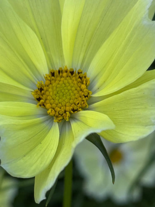 Cosmos bipinnatus Xanthos therapyofflowers.com