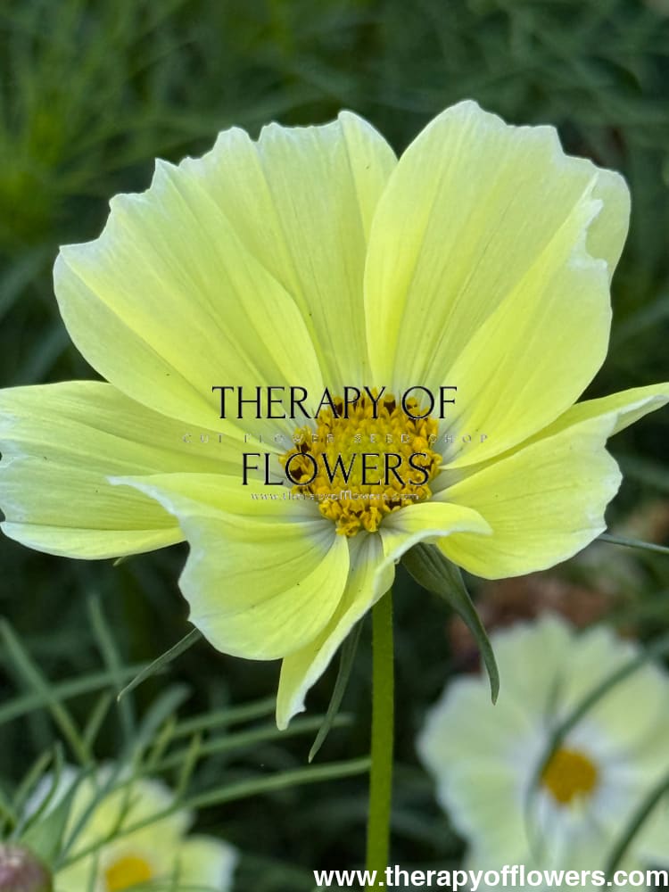 Cosmos bipinnatus Xanthos therapyofflowers.com