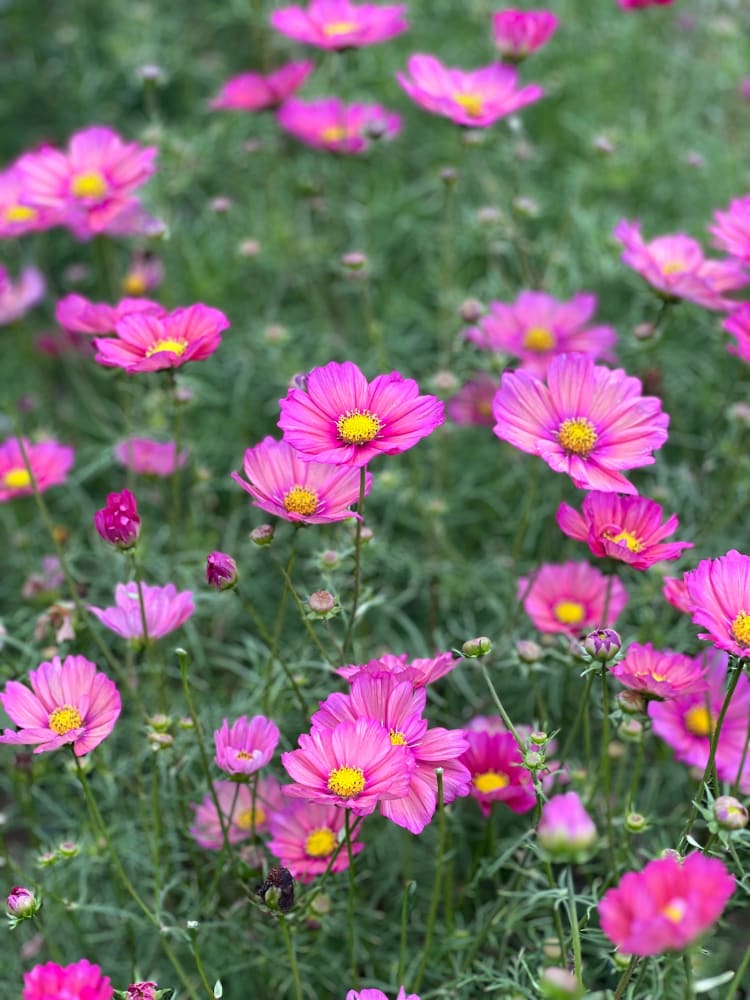 Cosmos bipinnatus Xsenia therapyofflowers.com