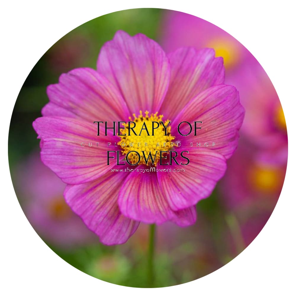 Cosmos bipinnatus Xsenia