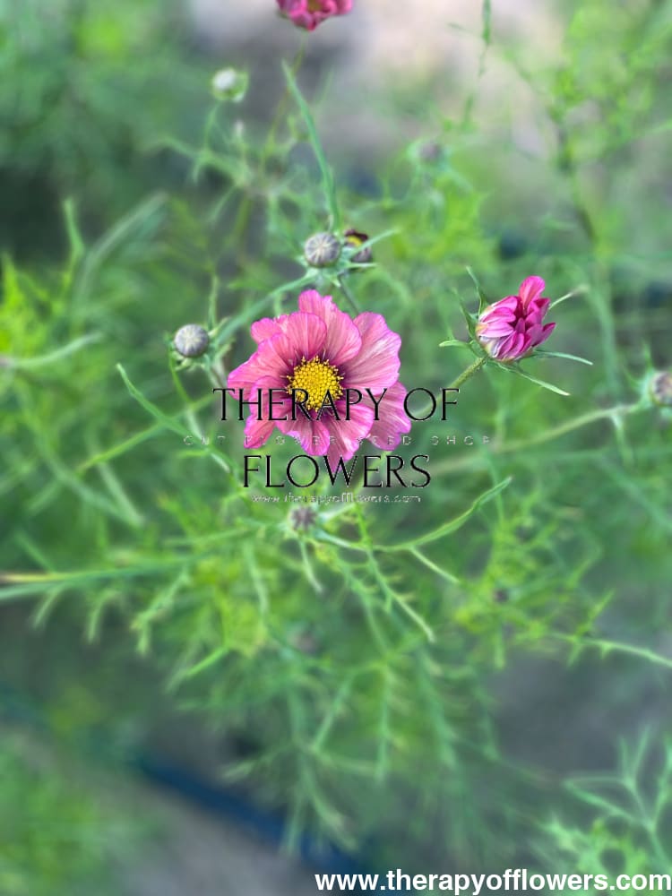 Cosmos bipinnatus Xsenia therapyofflowers.com