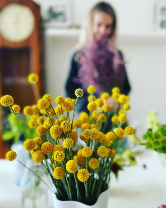 Craspedia globosa SolarPop | Billy Buttons therapyofflowers.com