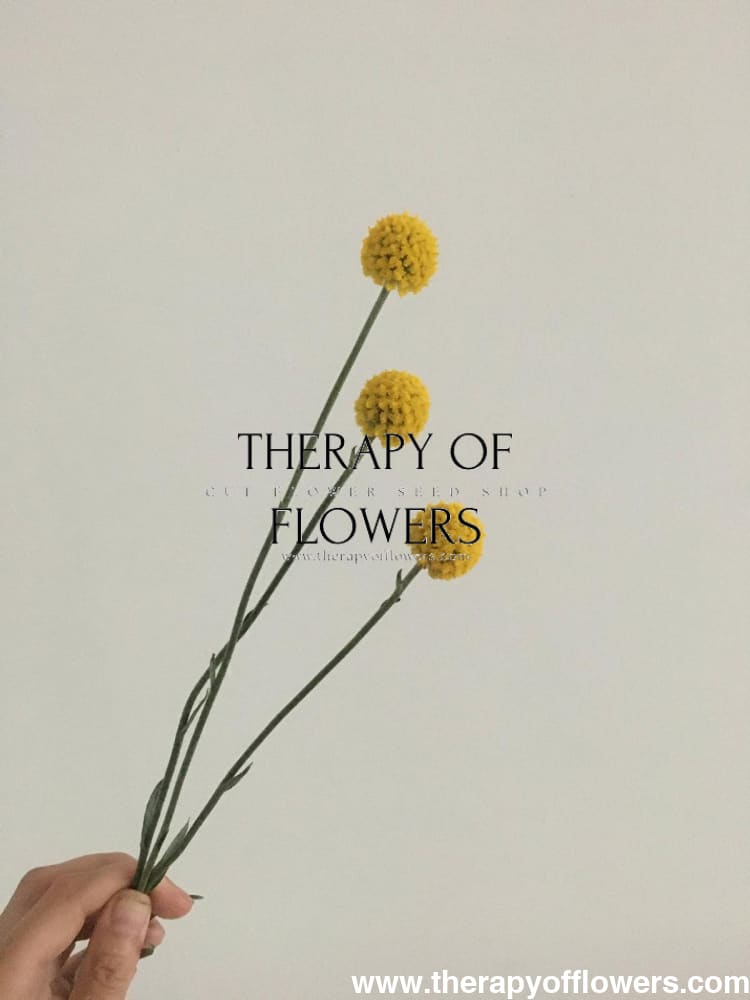 Craspedia globosa SolarPop | Billy Buttons therapyofflowers.com
