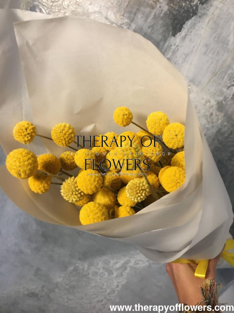 craspedia flower seeds Craspedia globosa SolarPop