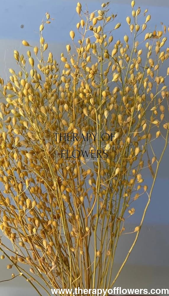 Cress ‘Attraxa’ | Gold of Pleasure therapyofflowers.com