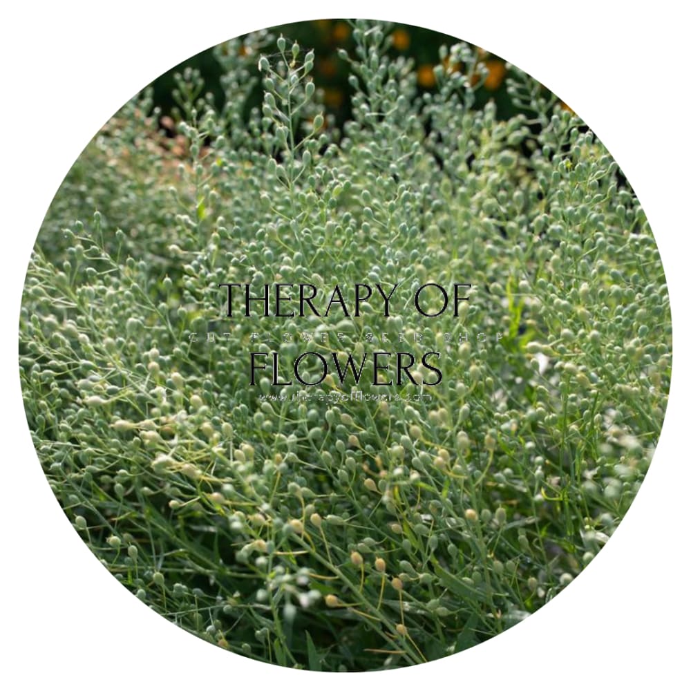 Cress Attraxa | Gold of Pleasure therapyofflowers.com