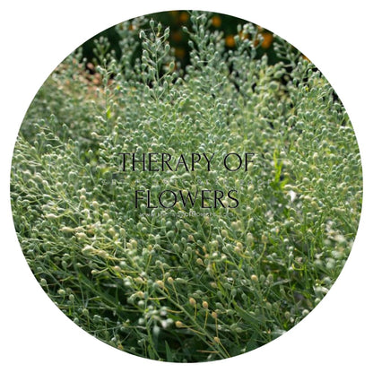 Cress Attraxa | Gold of Pleasure therapyofflowers.com