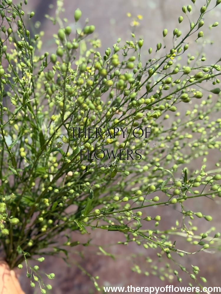 Cress Attraxa | Gold of Pleasure - 1 gram - flowers