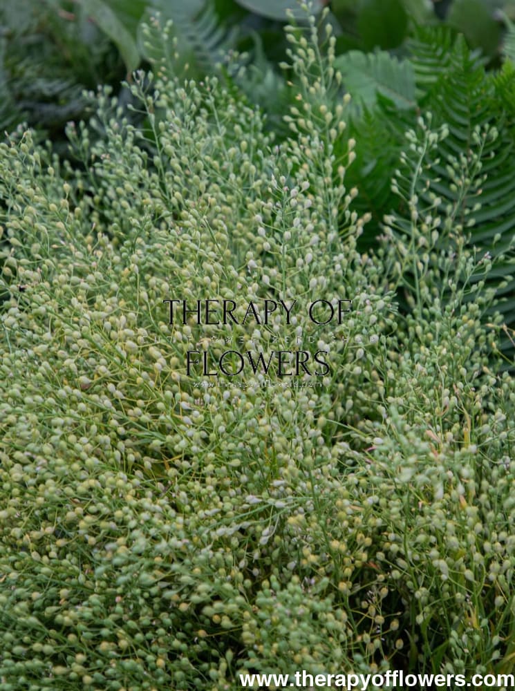 Cress ‘Attraxa’ | Gold of Pleasure therapyofflowers.com