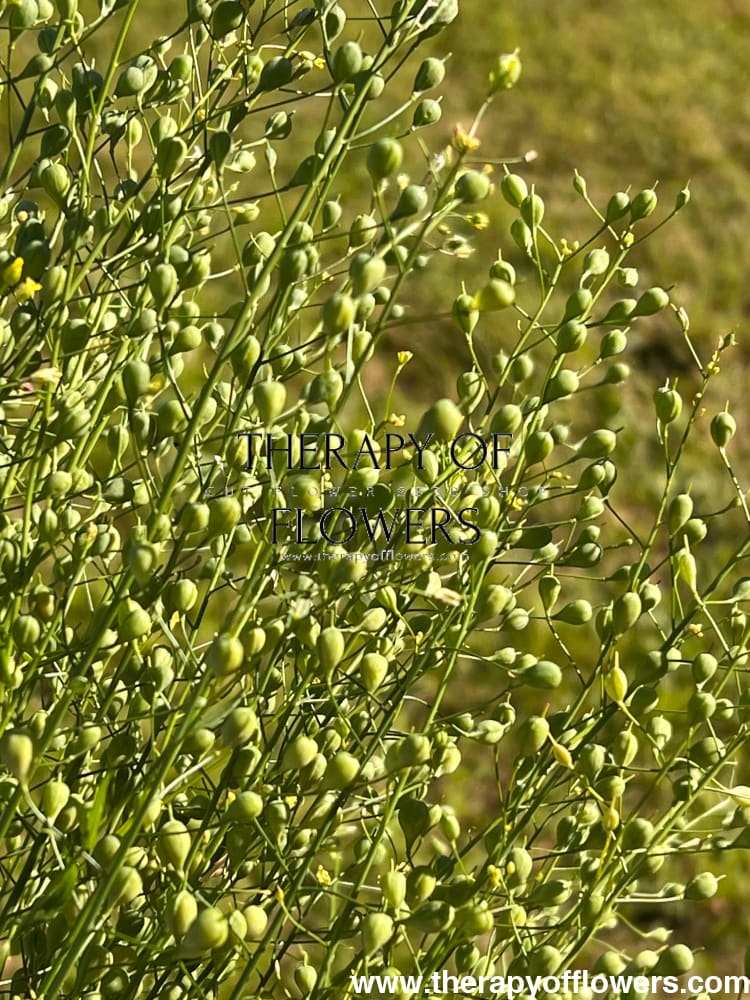 Cress Attraxa | Gold of Pleasure therapyofflowers.com