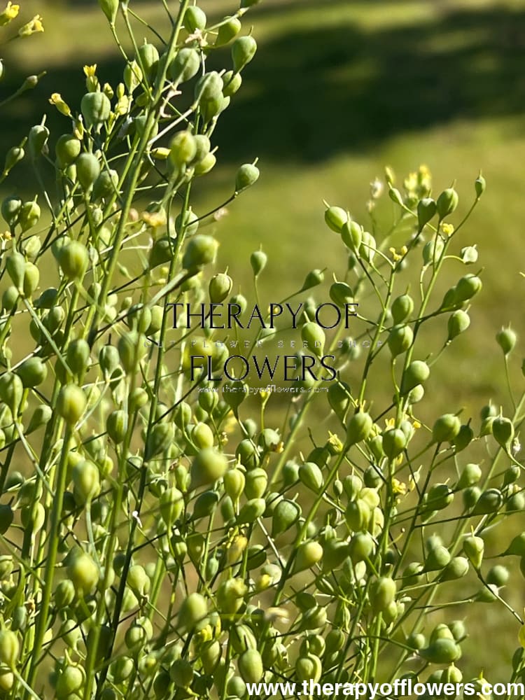 Cress Attraxa | Gold of Pleasure therapyofflowers.com