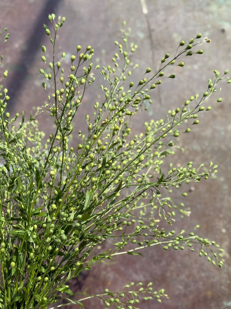 Cress Attraxa | Gold of Pleasure therapyofflowers.com