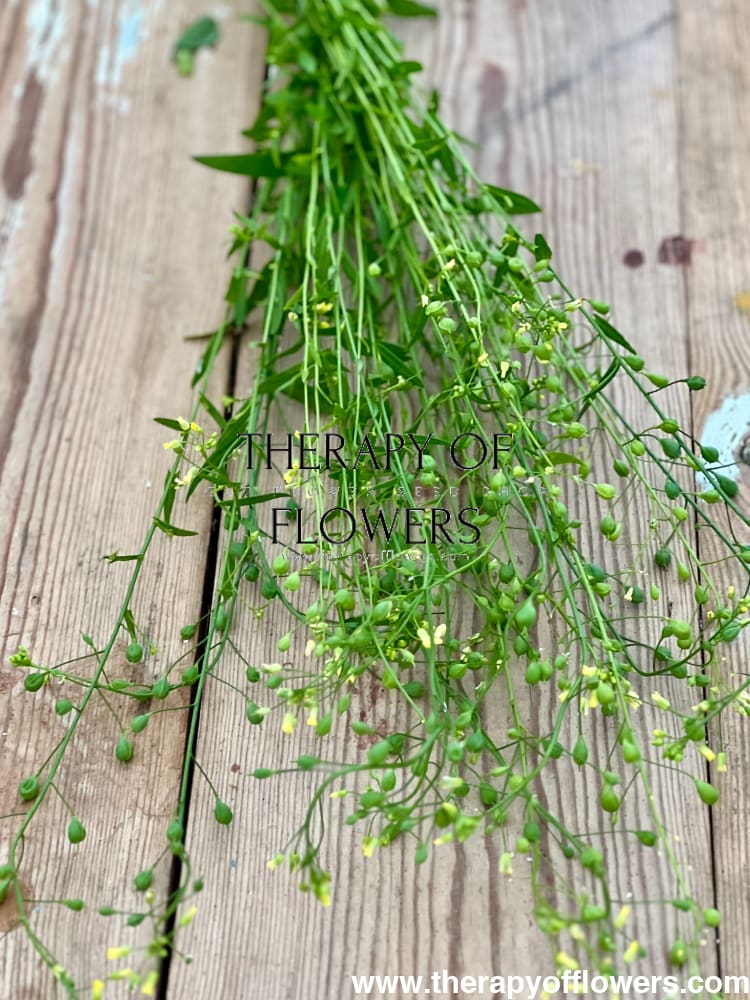 Cress Attraxa | Gold of Pleasure therapyofflowers.com