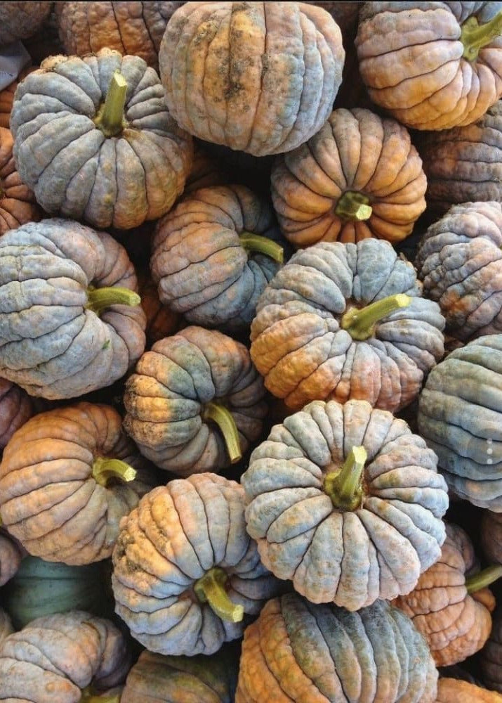 Cucurbita moschata Futtsu Black Early | Decorative & Edible pumpkin therapyofflowers.com