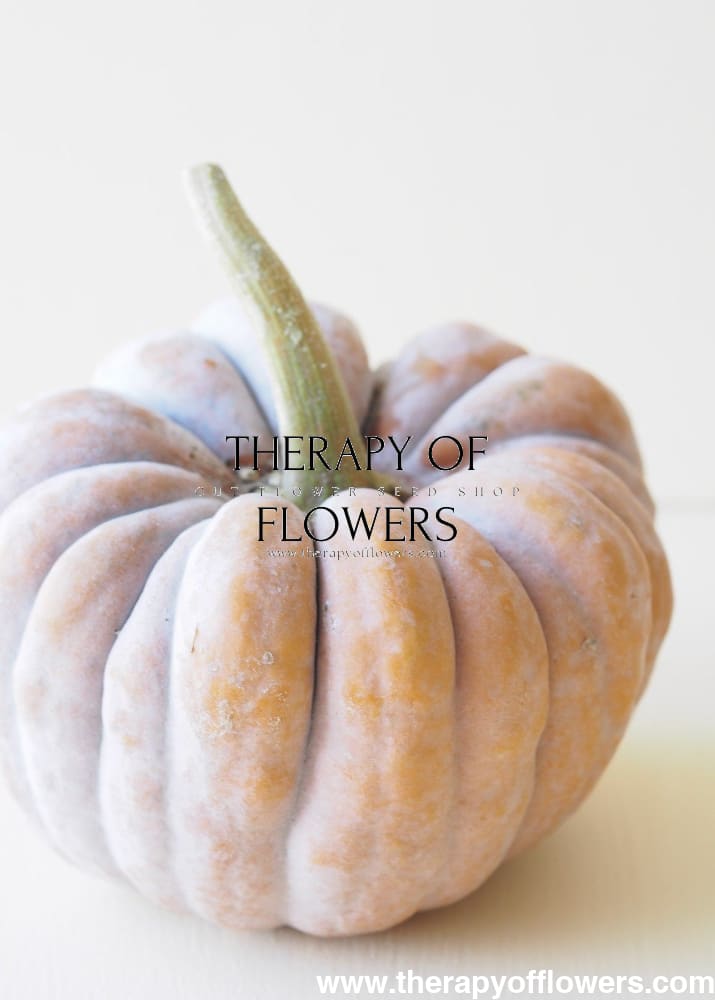 Cucurbita moschata Futtsu Black Early | Decorative & Edible pumpkin therapyofflowers.com