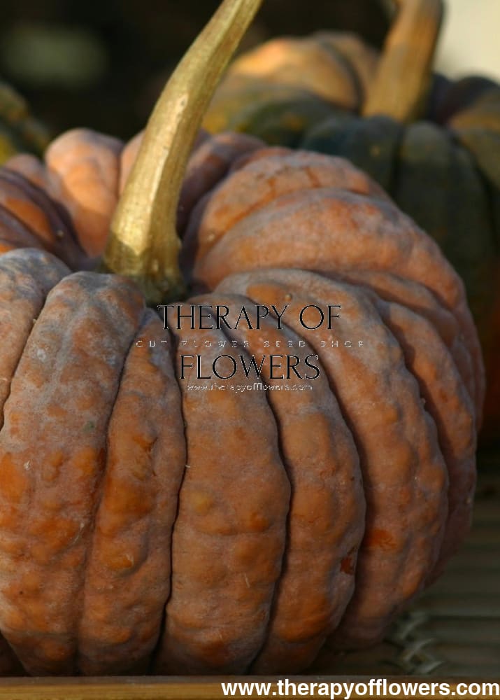 Cucurbita moschata Futtsu Black Early | Decorative & Edible pumpkin therapyofflowers.com
