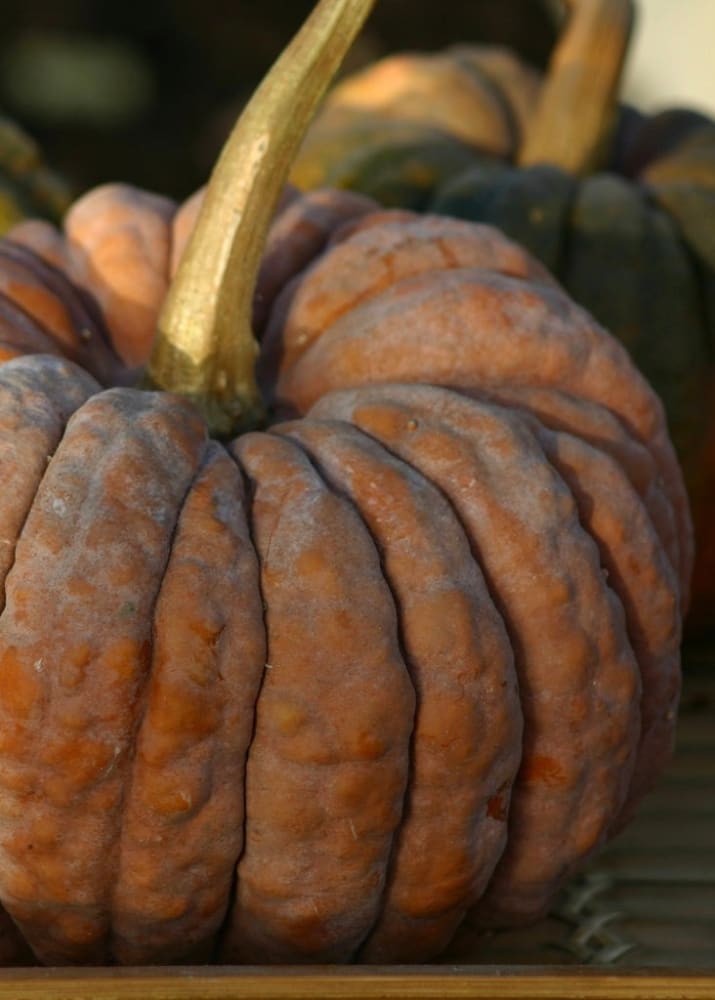 Cucurbita moschata Futtsu Black Early | Decorative & Edible pumpkin therapyofflowers.com