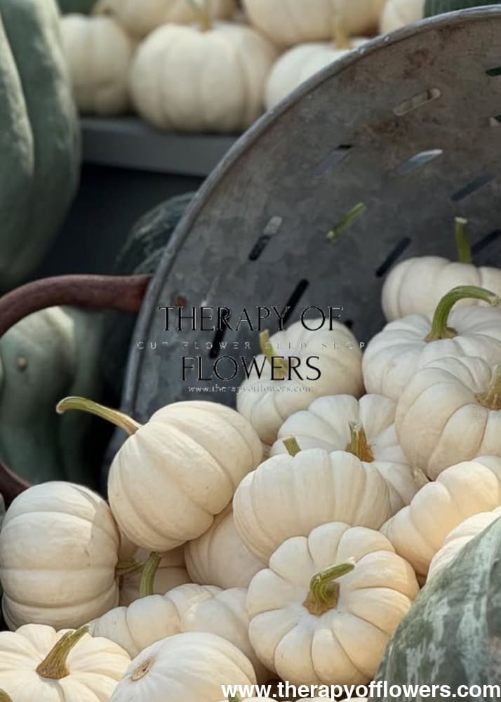 Cucurbita pepo ‘Baby Boo’ | Mini Pumpkin | White Decorative Pumpkin therapyofflowers.com