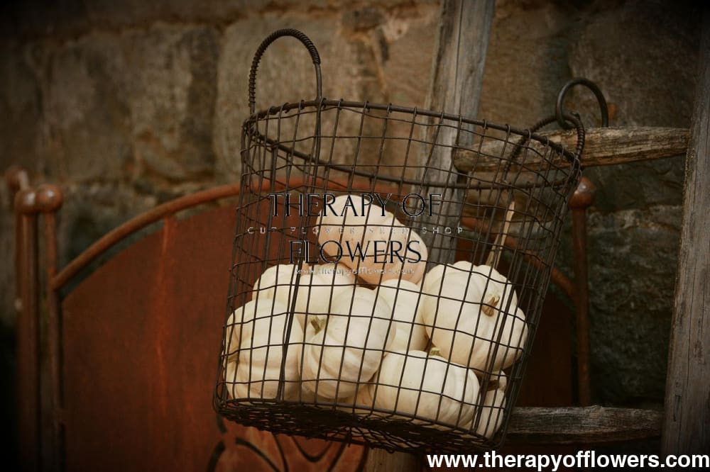 Cucurbita pepo ‘Baby Boo’ | Mini Pumpkin | White Decorative Pumpkin therapyofflowers.com