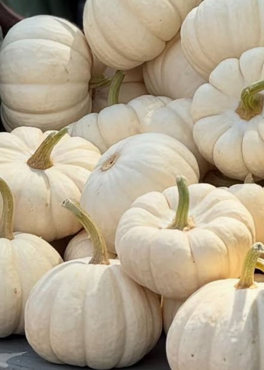 Cucurbita pepo ‘Baby Boo’ | Mini Pumpkin | White Decorative Pumpkin therapyofflowers.com