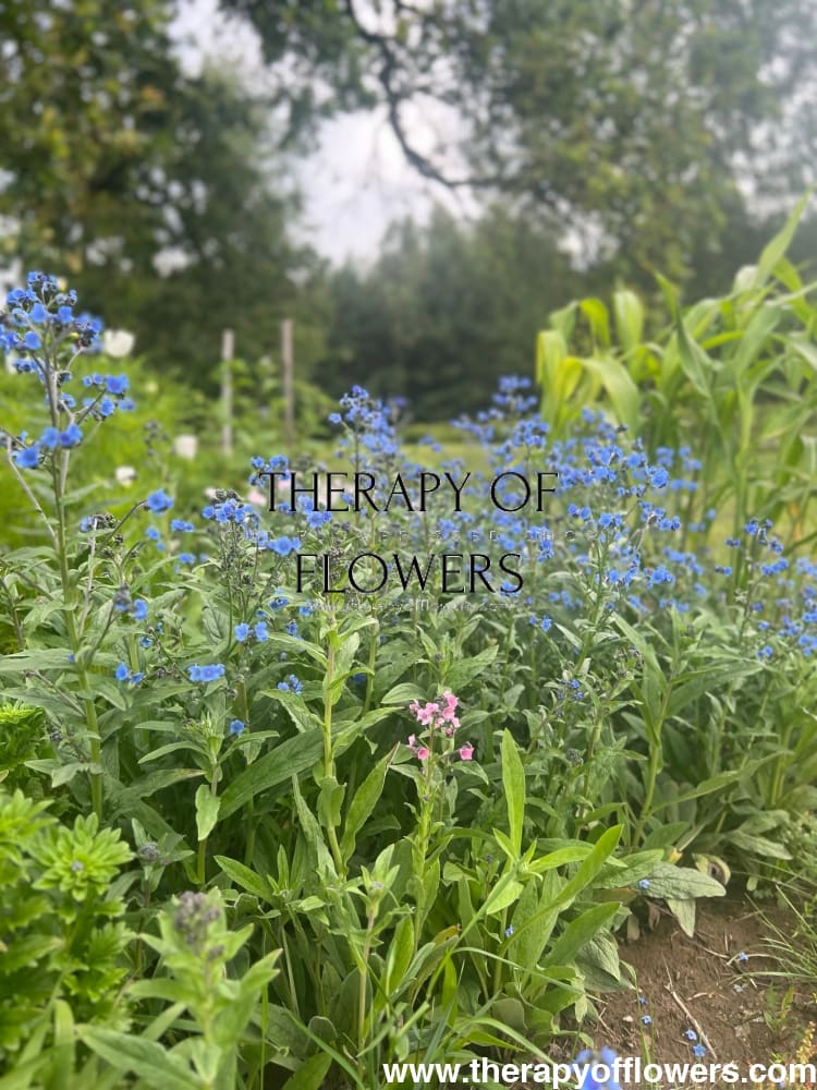Cynoglossum amabile Firmament | Chinese Forget-me-not therapyofflowers.com