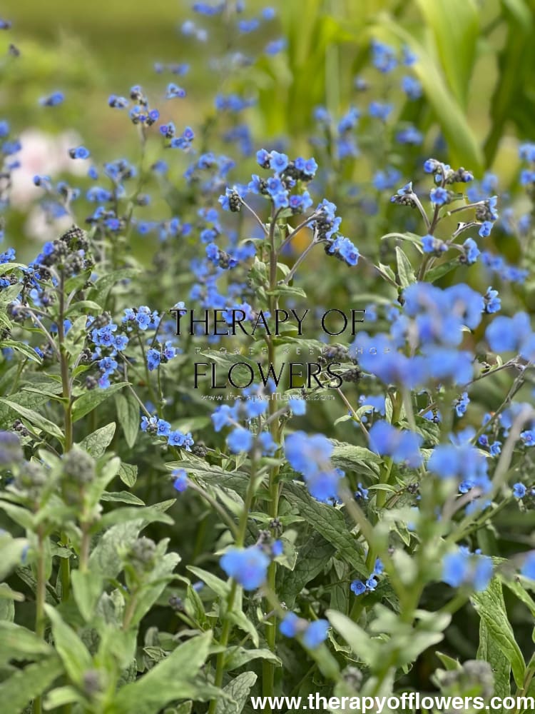 Cynoglossum amabile Firmament | Chinese Forget-me-not therapyofflowers.com