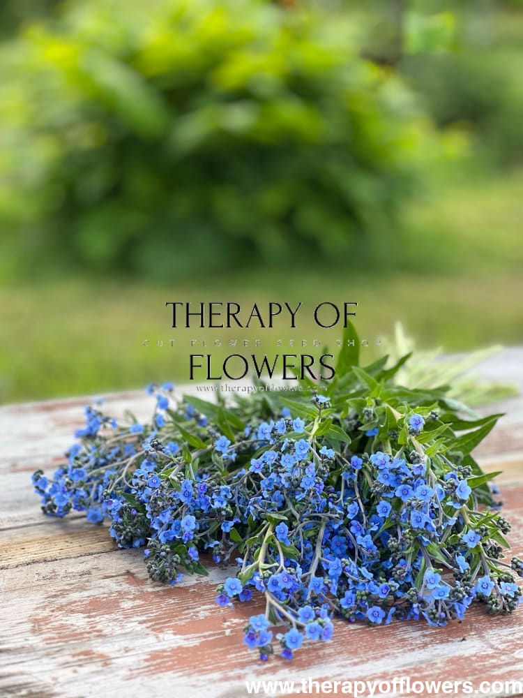 Cynoglossum amabile Firmament | Chinese Forget-me-not therapyofflowers.com