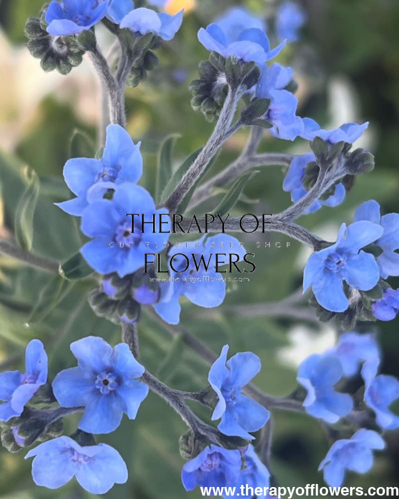 Cynoglossum amabile Firmament | Chinese Forget-me-not therapyofflowers.com