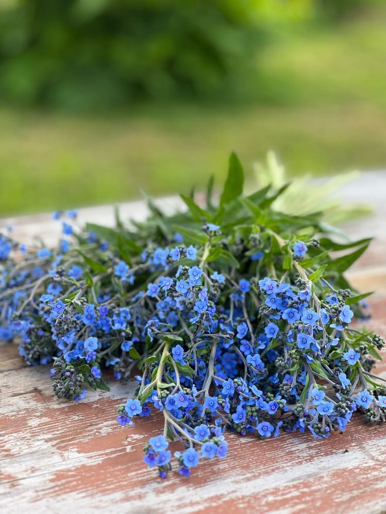 Cynoglossum amabile Firmament | Chinese Forget-me-not therapyofflowers.com
