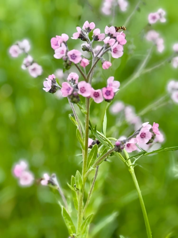 Cynoglossum amabile Mystery Rose | Chinese Forget-me-not therapyofflowers.com