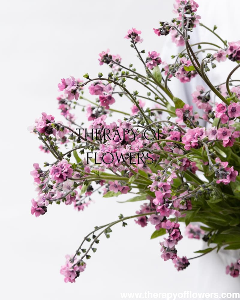 Cynoglossum amabile Mystery Rose | Chinese Forget-me-not therapyofflowers.com