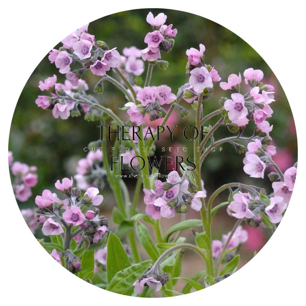 Cynoglossum amabile Mystery Rose therapyofflowers.com