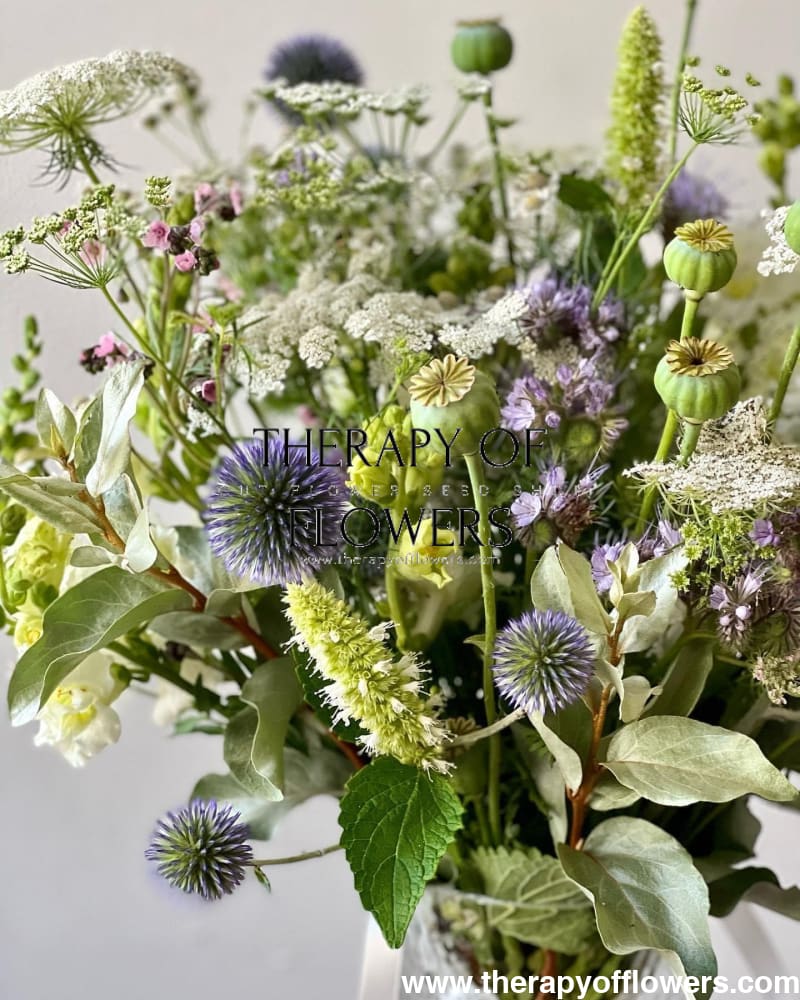 Cynoglossum amabile Mystery Rose therapyofflowers.com