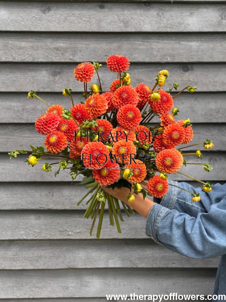 Dahlia Beatrice therapyofflowers.com