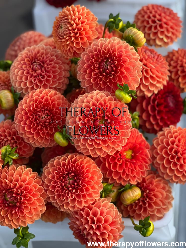 Dahlia Beatrice therapyofflowers.com