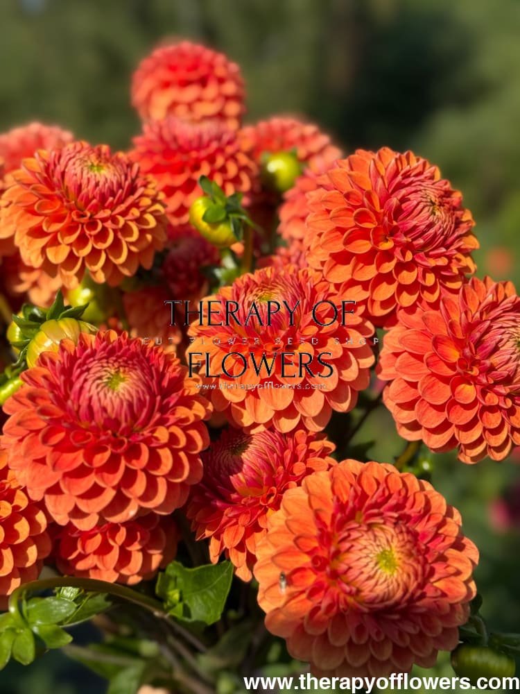 Dahlia Beatrice therapyofflowers.com
