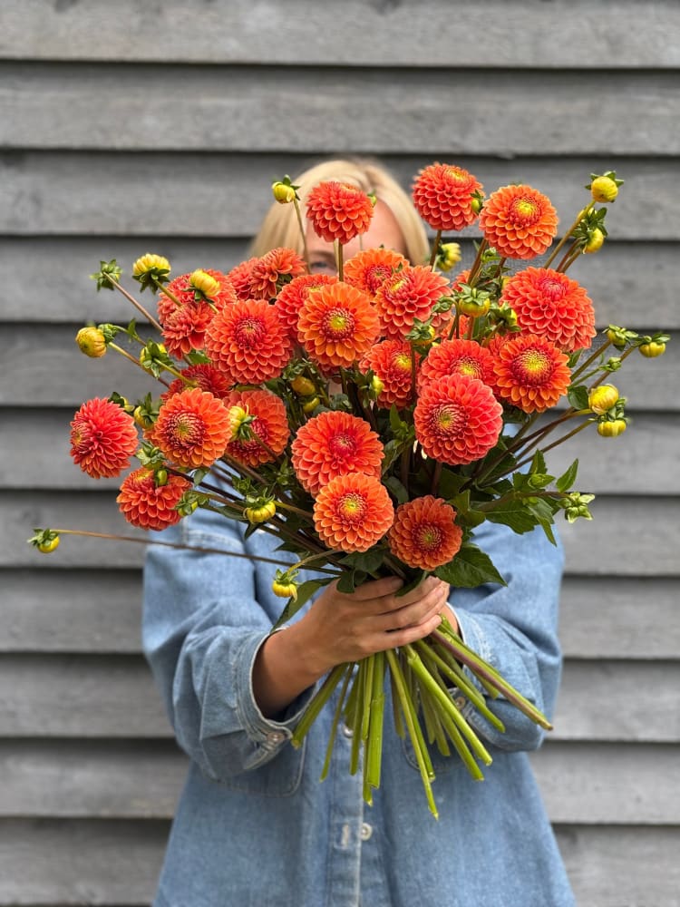 Dahlia Beatrice therapyofflowers.com