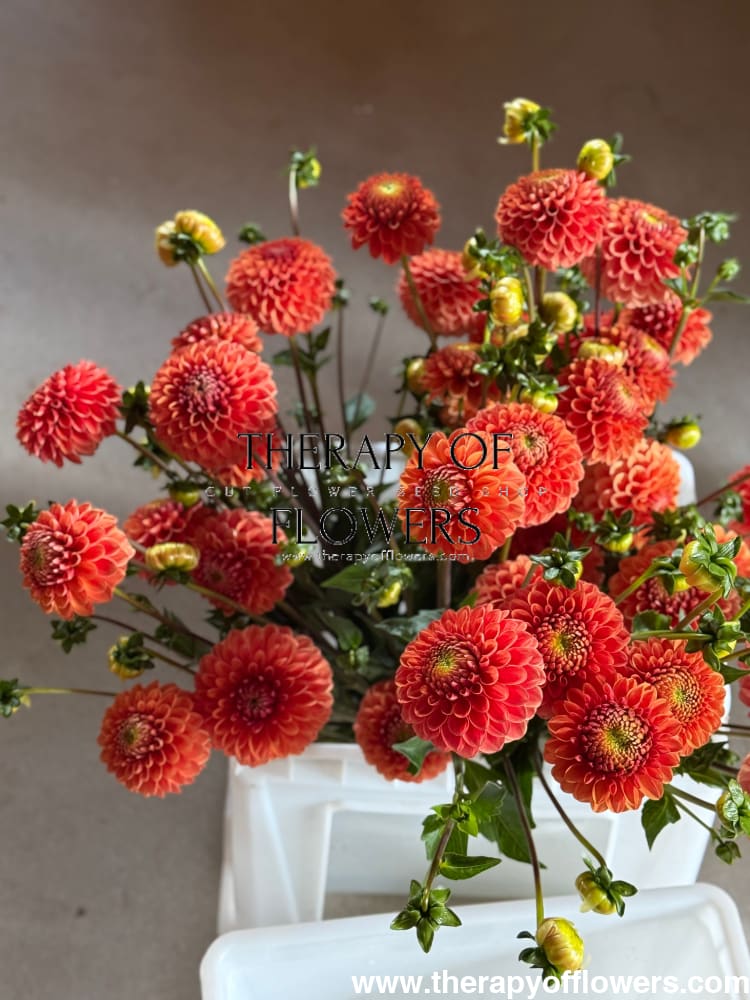 Dahlia Beatrice therapyofflowers.com