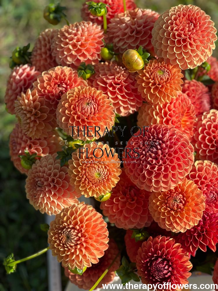 Dahlia Beatrice therapyofflowers.com