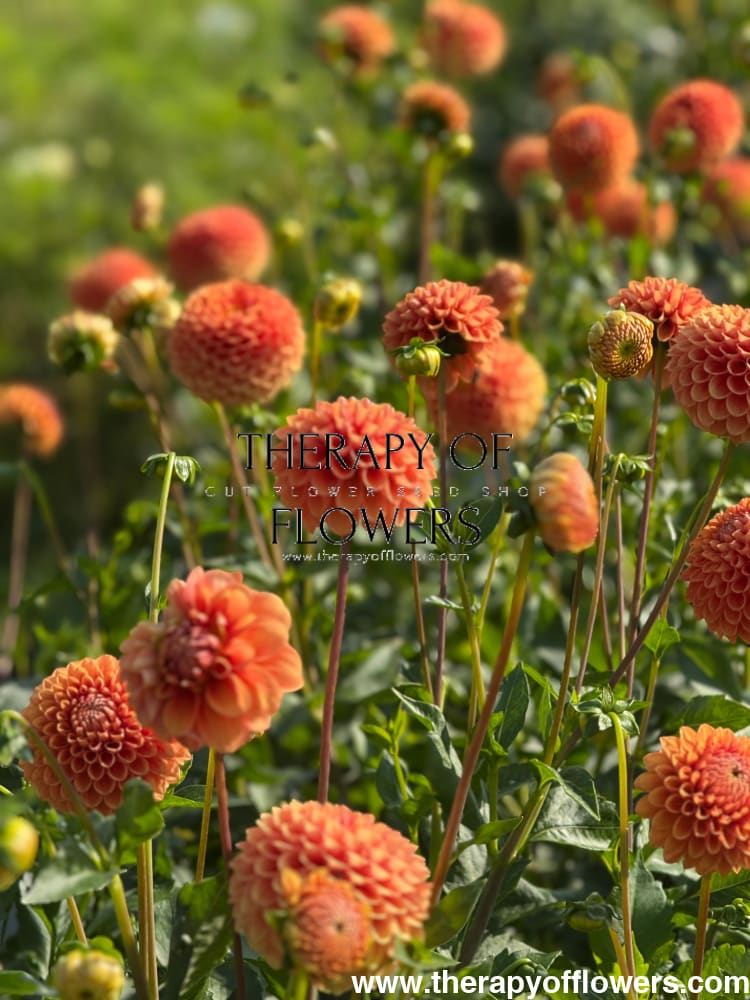 Dahlia Beatrice therapyofflowers.com