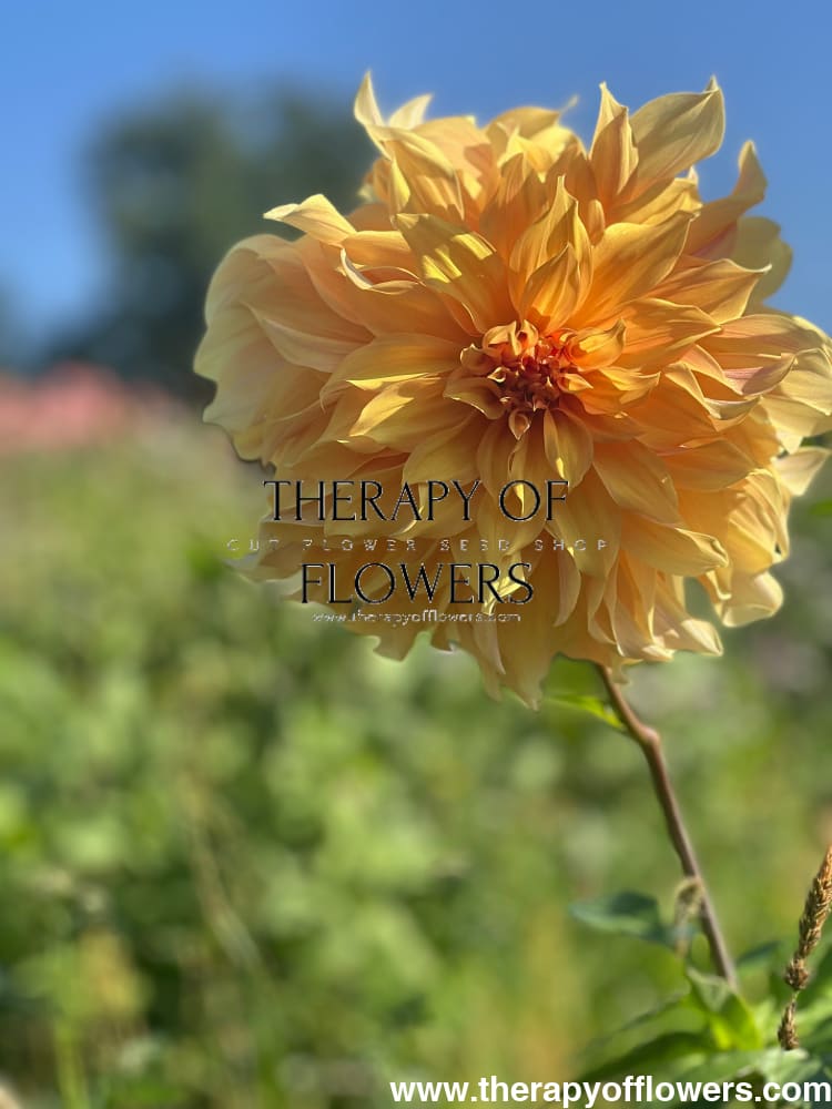 Dahlia Big Brother therapyofflowers.com