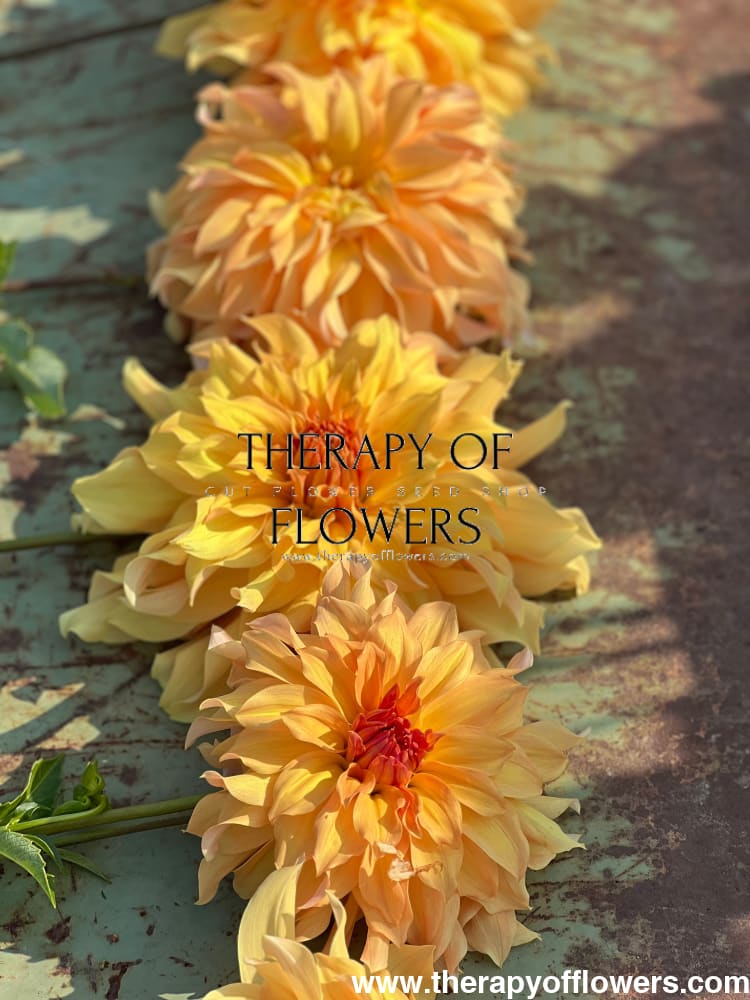 Dahlia Big Brother therapyofflowers.com