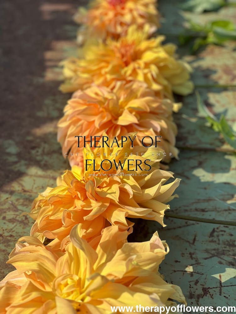 Dahlia Big Brother therapyofflowers.com