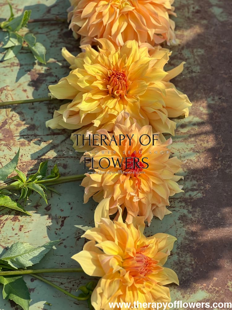 Dahlia Big Brother therapyofflowers.com