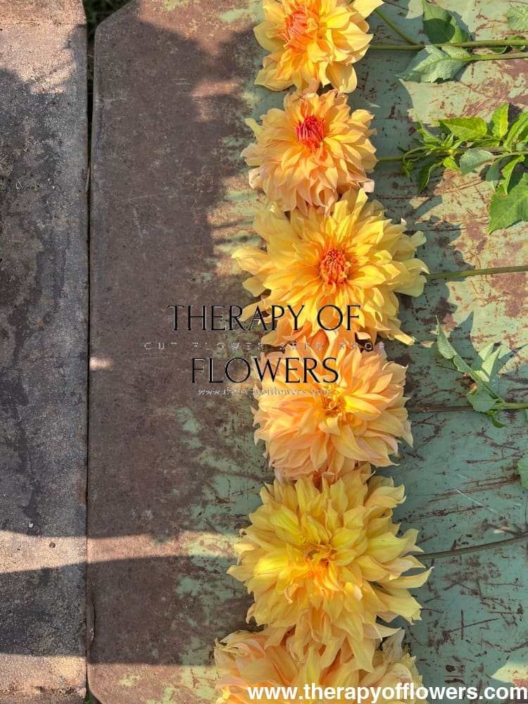 Dahlia Big Brother therapyofflowers.com