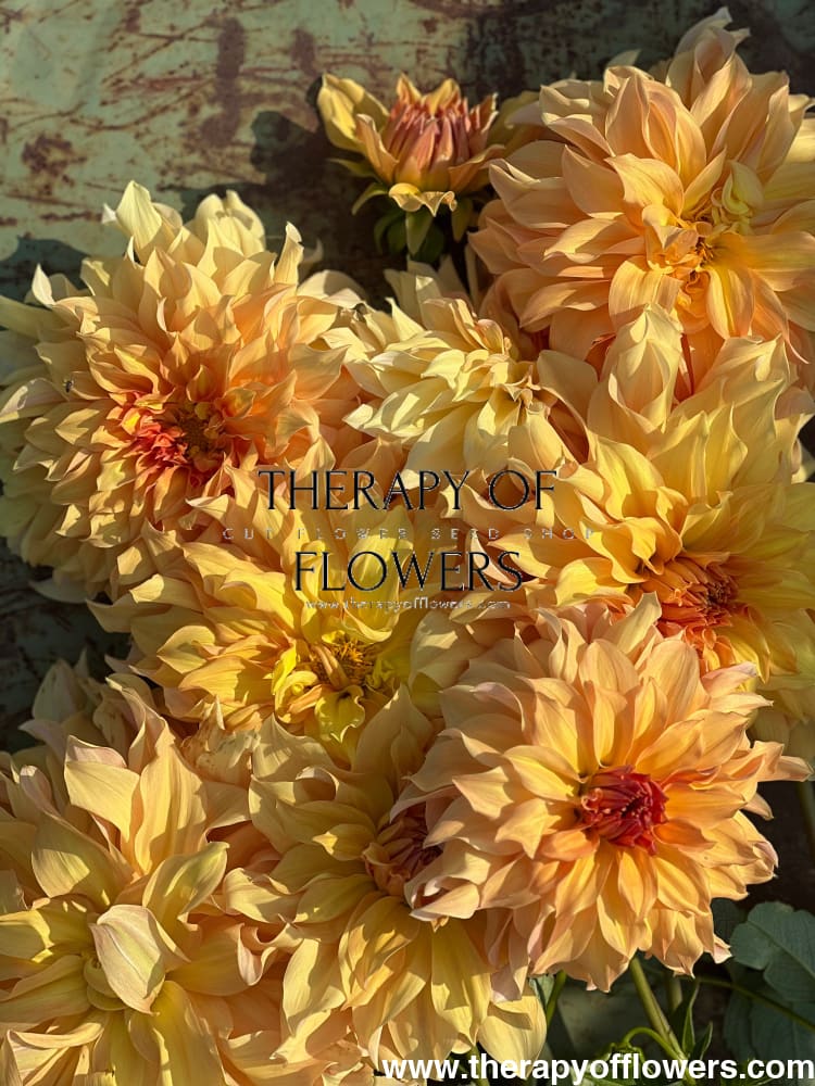 Dahlia Big Brother therapyofflowers.com