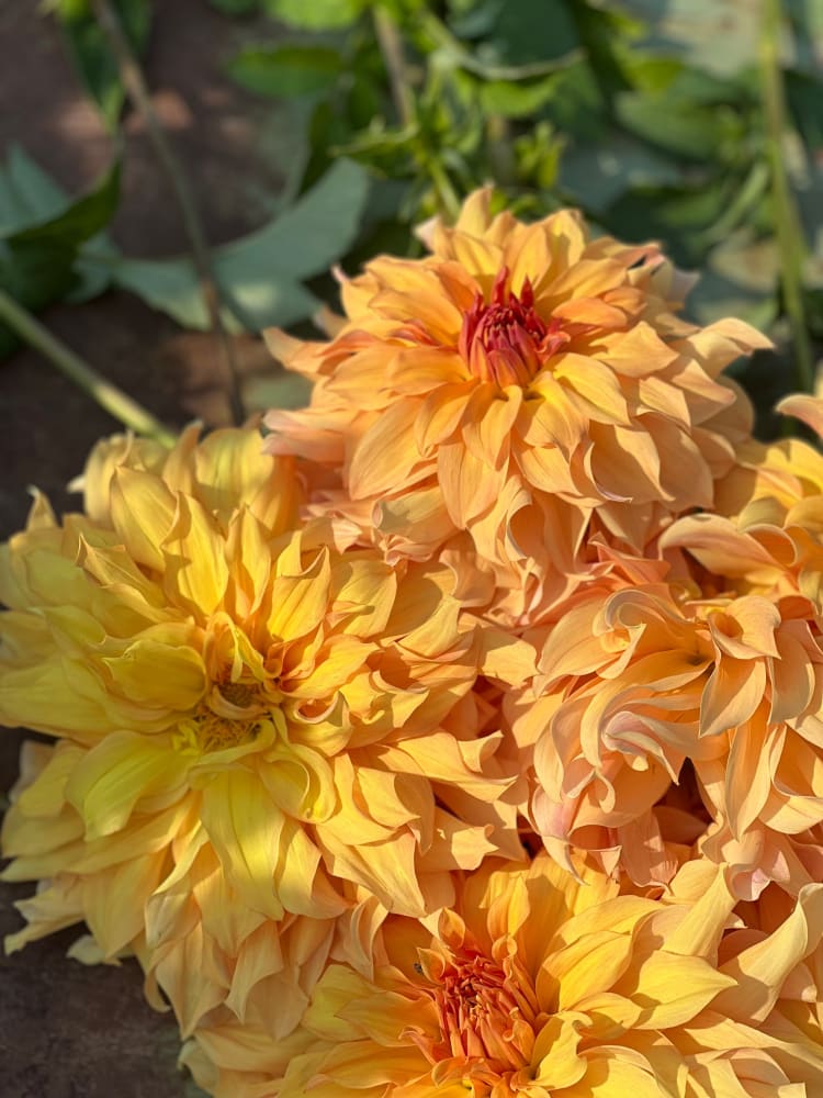 houseonthehill yellowflower ロンティ 80サイズ METROLINA GREENHOUSES 2 QT. Yellow Stella D'oro Daylily Perennial
