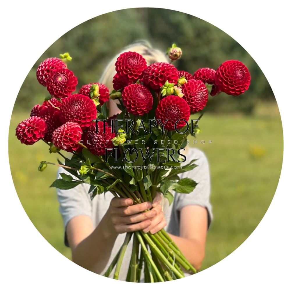 Dahlia Cornel | Top Cut Flower Variety therapyofflowers.com