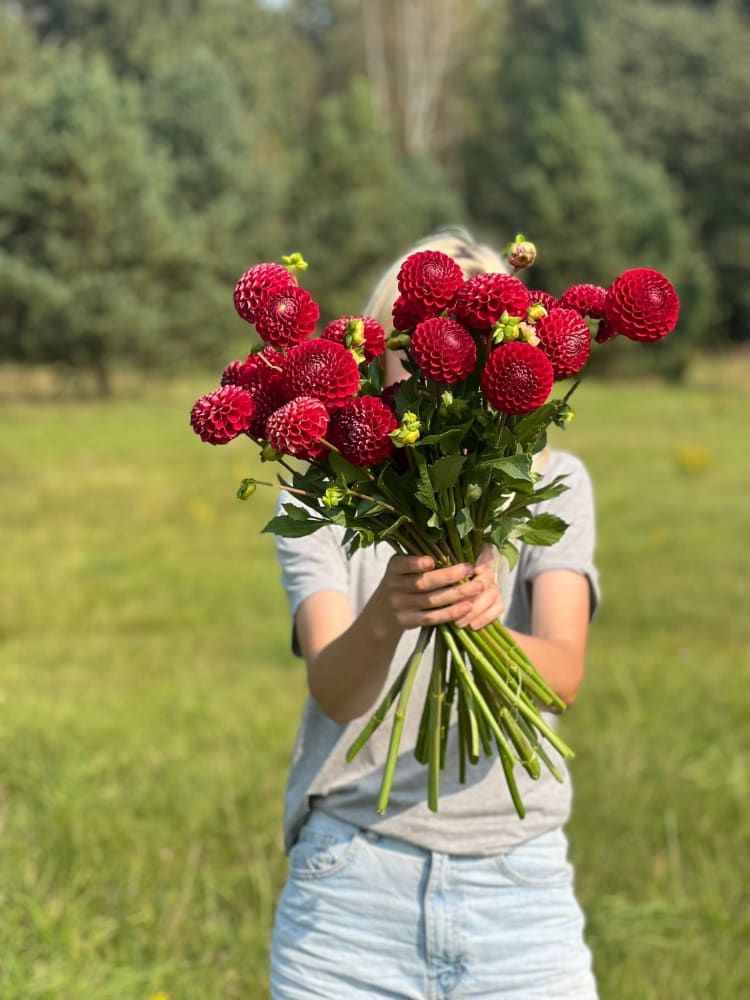 Dahlia Cornel | Top Cut Flower Variety therapyofflowers.com