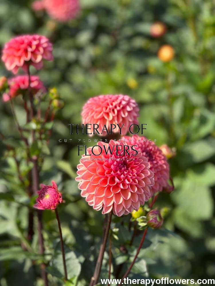 Dahlia Daisy Duke therapyofflowers.com